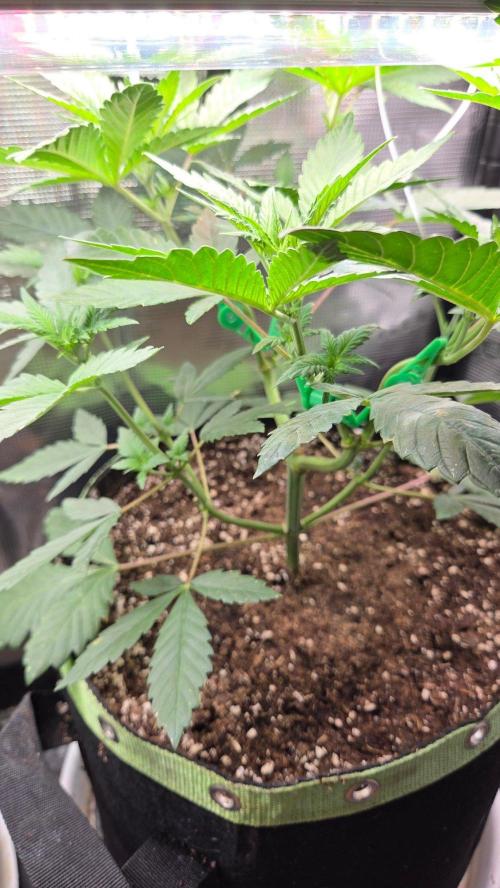 Tropicanna Poison F1 Fast Version. Week 4