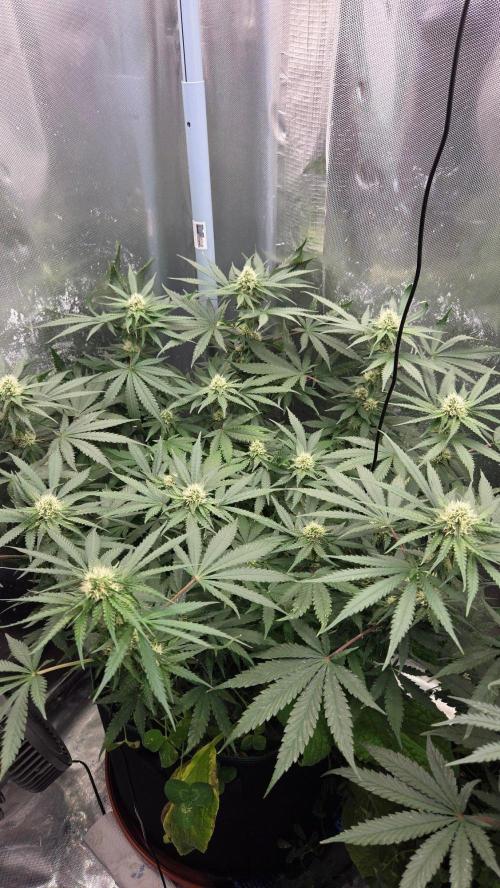 Afghan Noir . Week 8