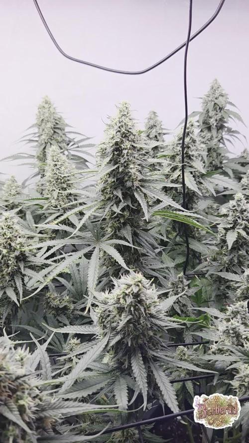 Kannabias Cherry Dream