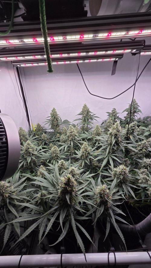 Kannabias Cherry Dream. Week 14 - Tag 99
Blütetag 64