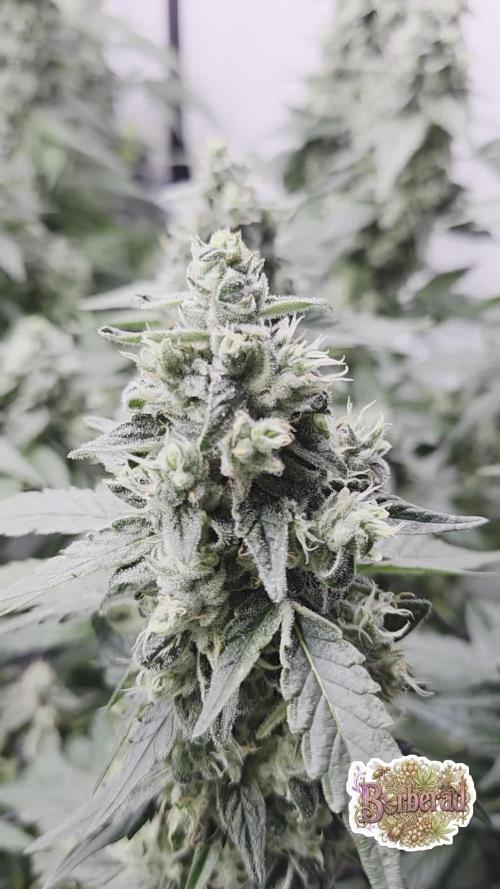 Kannabias Karibbean Mango