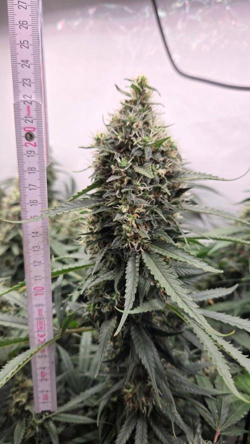 Kannabias Cherry Dream. Week 14 - Tag 101
Blütetag 66