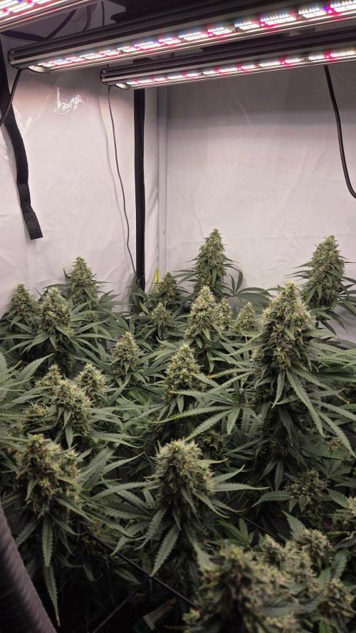 Kannabias Cherry Dream. Week 14 - Tag 100
Blütetag 65