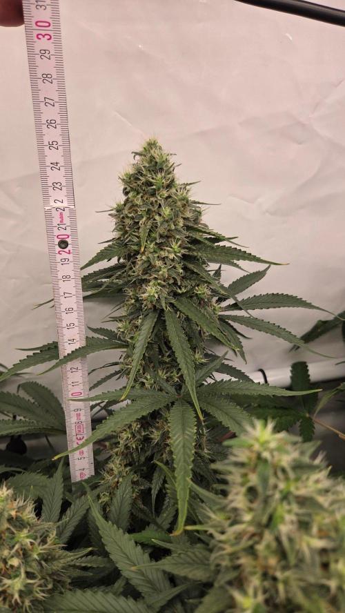 Kannabias Cherry Dream. Week 14 - Tag 101
Blütetag 66