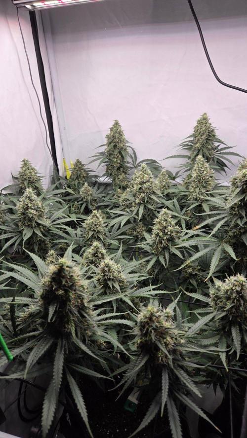 Kannabias Cherry Dream. Week 14 - Tag 101
Blütetag 66
