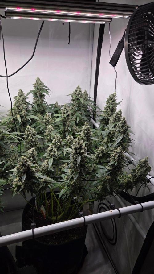 Kannabias Karibbean Mango. Week 14 - Tag 100
Blütetag 65