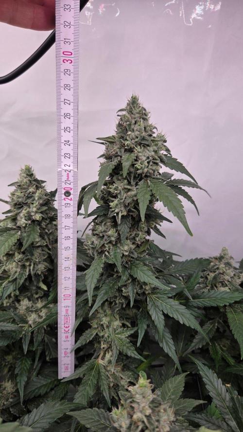 Kannabias Karibbean Mango. Week 14 - Tag 101
Blütetag 66
