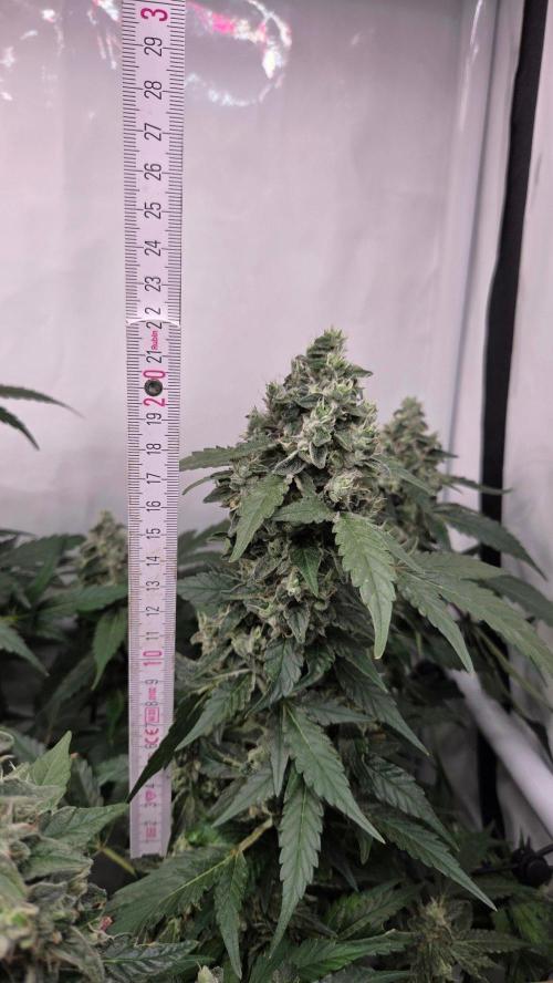 Kannabias Karibbean Mango. Week 14 - Tag 101
Blütetag 66