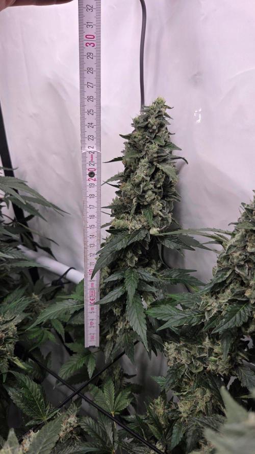 Kannabias Karibbean Mango. Week 14 - Tag 101
Blütetag 66