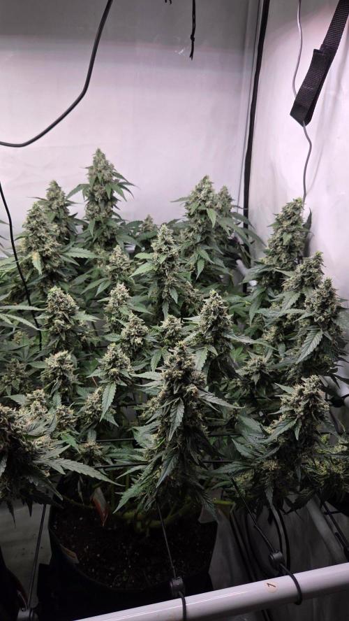 Kannabias Karibbean Mango. Week 14 - Tag 101
Blütetag 66