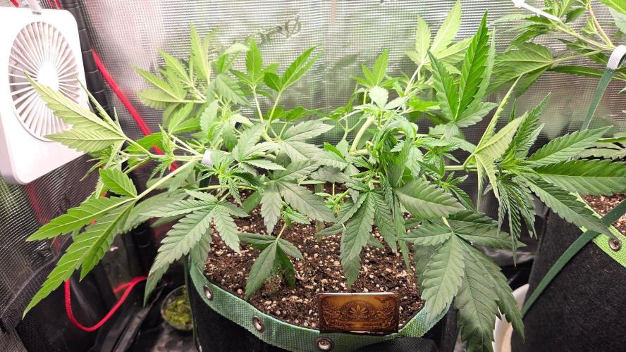 CCG / Sensi Malibu OG Gold. Week 4 - Tag 34