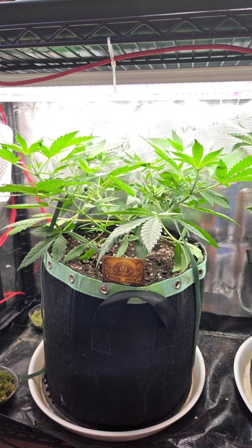 Malibu OG Gold Fem. Week 4