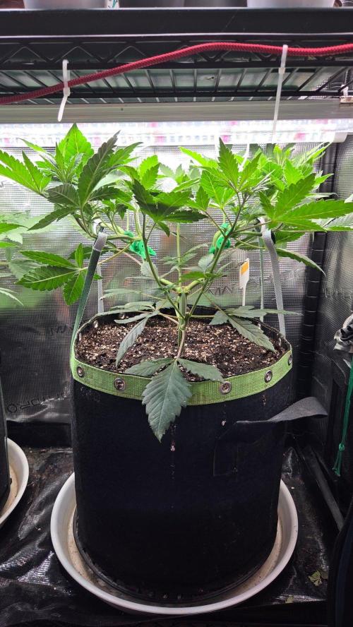 Tropicanna Poison F1 Fast Version. Week 4