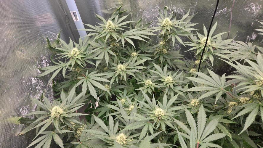 Afghan Noir . Week 8