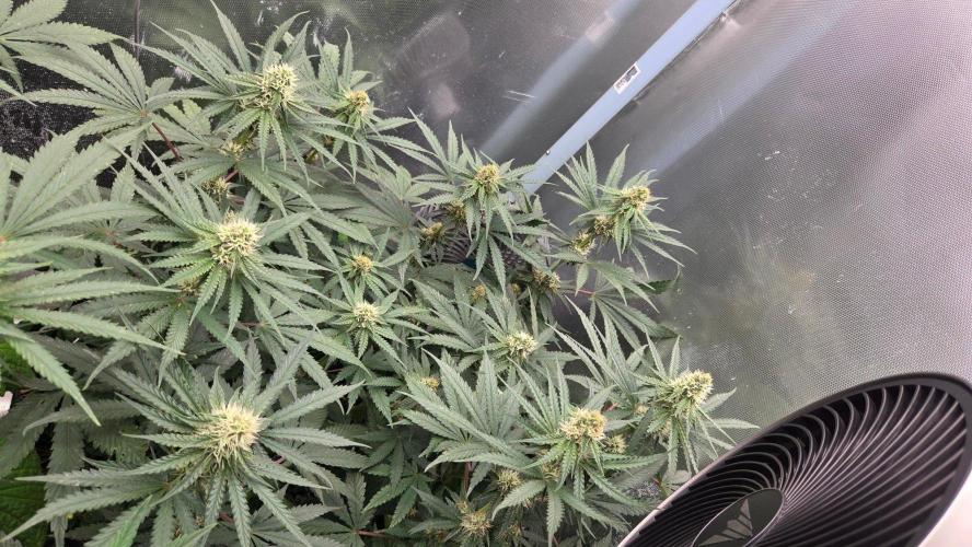 T.H.Seeds Bubble Banana Gum. Week 8 - Tag 63
Blütetag 28