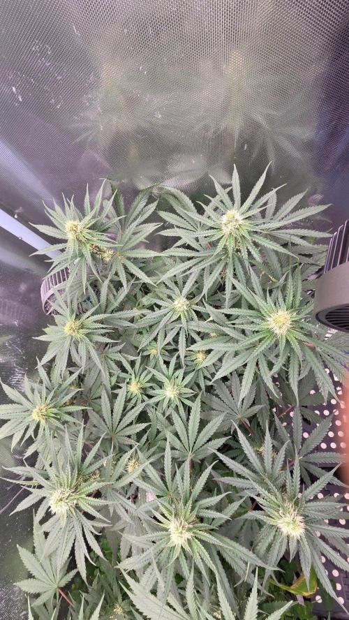 T.H.Seeds Bubble Banana Gum. Week 8 - Tag 62
Blütetag 27