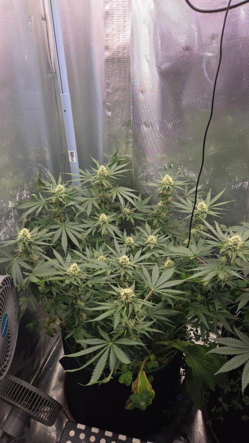 Afghan Noir . Week 9