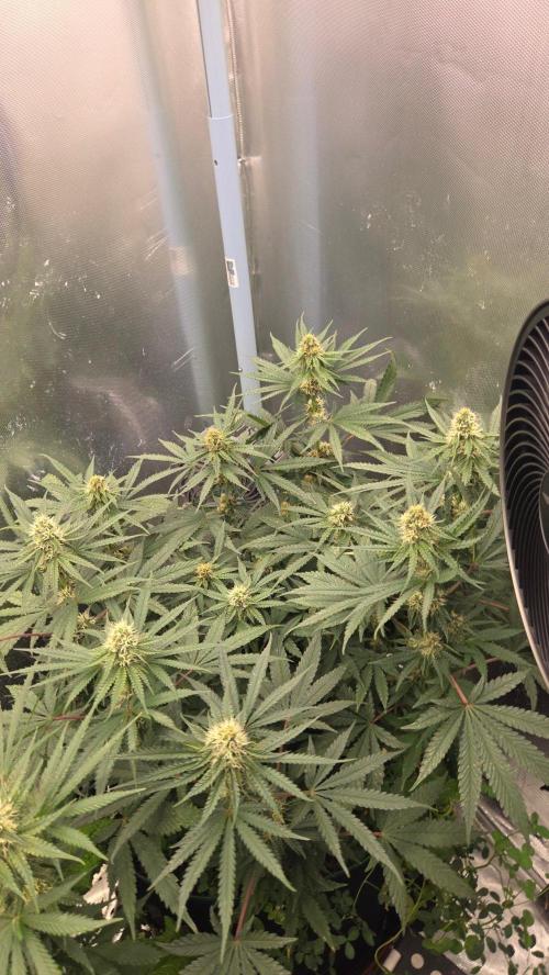 T.H.Seeds Bubble Banana Gum. Week 9 - Tag 64
Blütetag 29