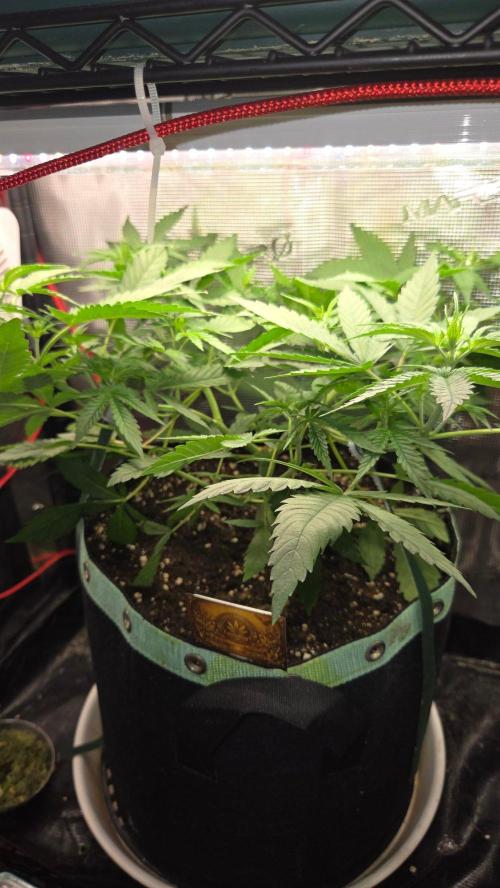 CCG / Sensi Malibu OG Gold. Week 5 - Tag 36