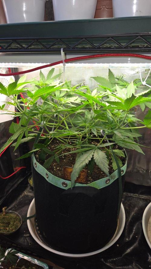 CCG / Sensi Malibu OG Gold. Week 5 - Tag 37