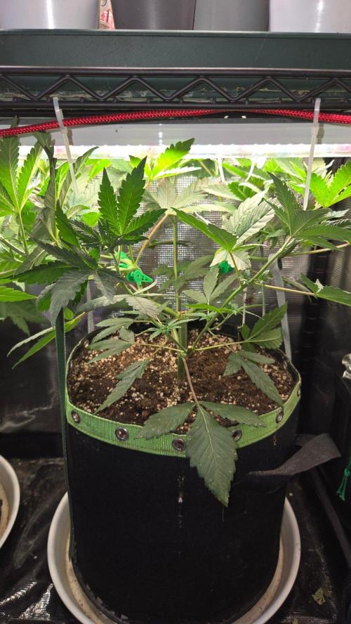 Tropicanna Poison F1 Fast Version. Week 5