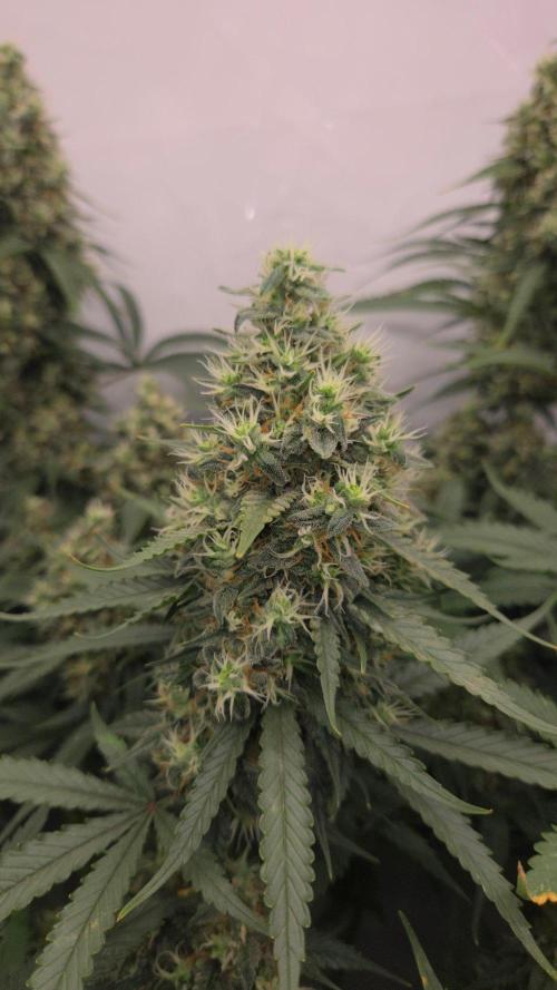 Kannabias Cherry Dream. Week 14 - Tag 102
Blütetag 67
