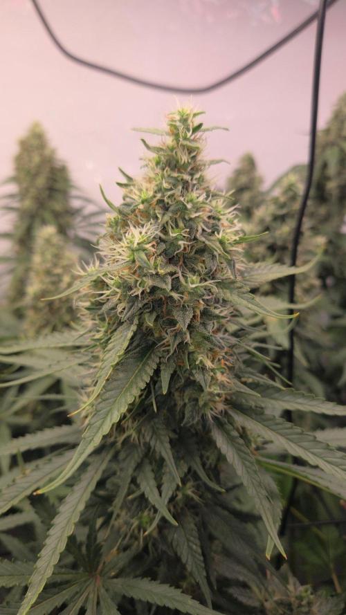 Kannabias Cherry Dream. Week 14 - Tag 102
Blütetag 67