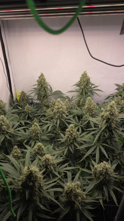 Kannabias Cherry Dream. Week 14 - Tag 102
Blütetag 67