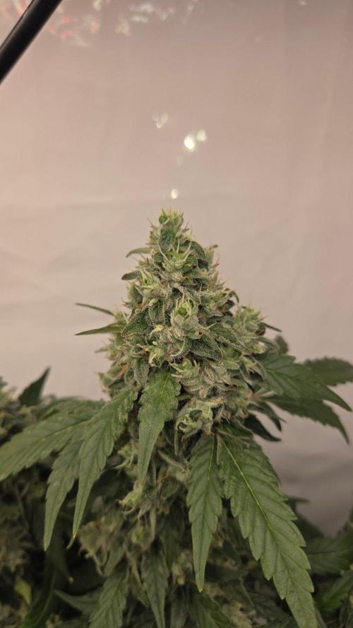 Kannabias Karibbean Mango. Week 14 - Tag 102
Blütetag 67