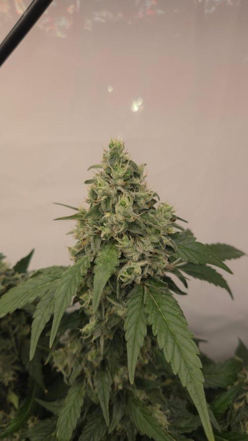 Kannabias Karibbean Mango. Week 14 - Tag 102
Blütetag 67