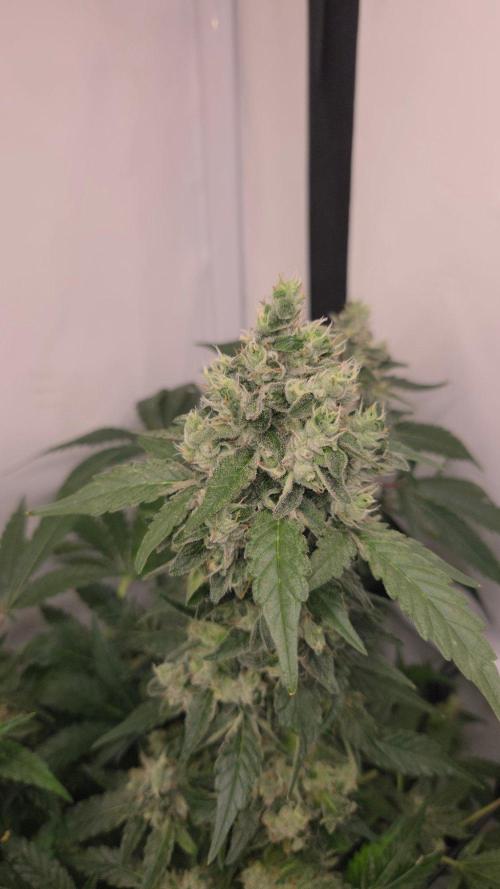 Kannabias Karibbean Mango. Week 14 - Tag 102
Blütetag 67