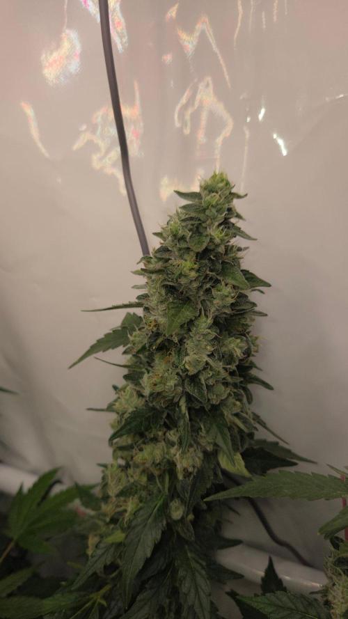 Kannabias Karibbean Mango. Week 14 - Tag 102
Blütetag 67