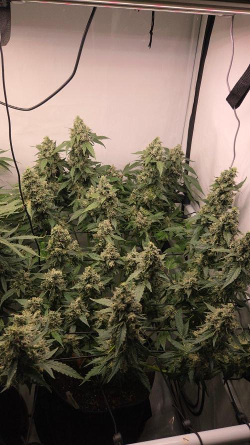 Kannabias Karibbean Mango. Week 14 - Tag 102
Blütetag 67