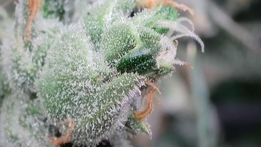Kannabias Karibbean Mango. Week 14 - Tag 102
Blütetag 67