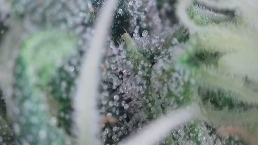Kannabias Cherry Dream. Week 14 - Tag 102
Blütetag 67