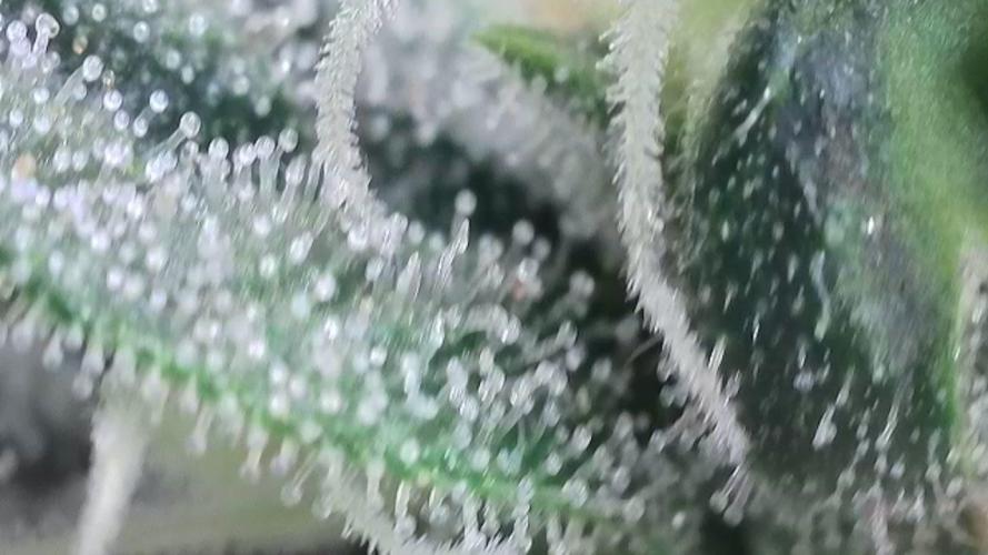 Kannabias Cherry Dream. Week 14 - Tag 102
Blütetag 67