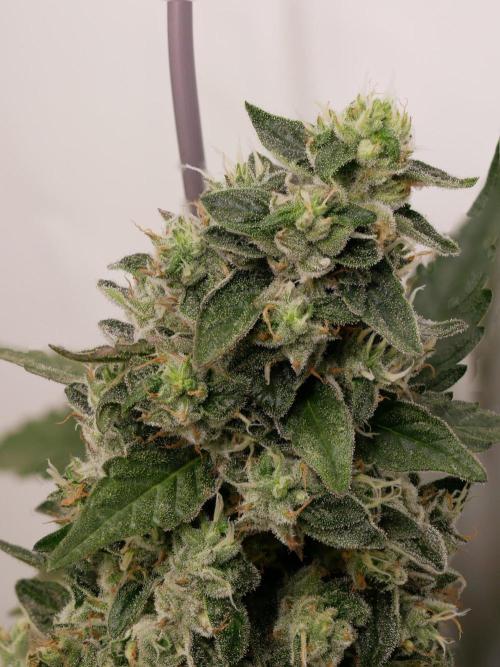Kannabias Karibbean Mango. Week 14 - Tag 103
Blütetag 68
