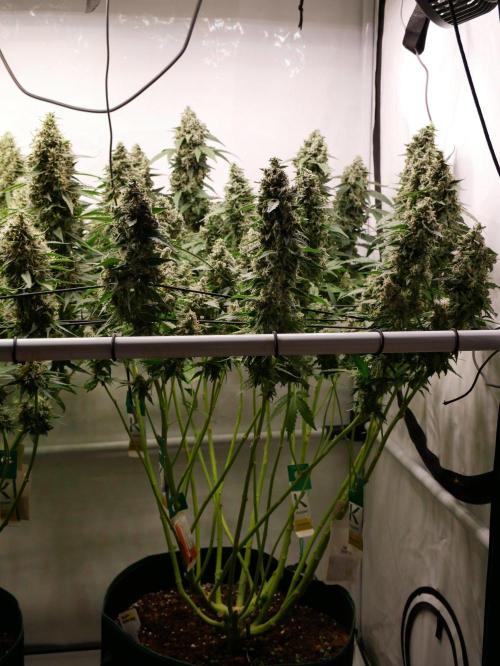 Kannabias Karibbean Mango. Week 14 - Tag 103 
Blütetag 68