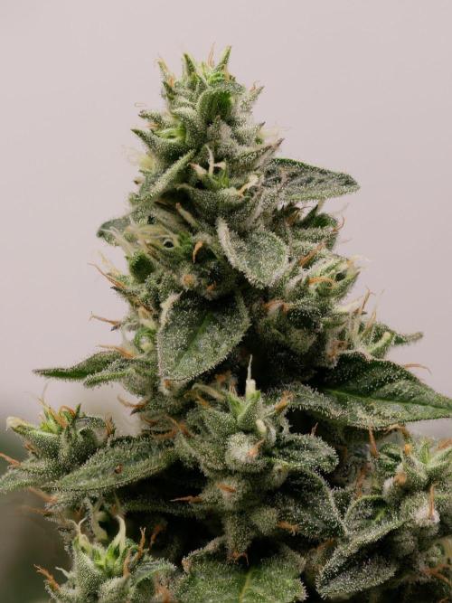 Kannabias Karibbean Mango. Week 14 - Tag 103
Blütetag 68