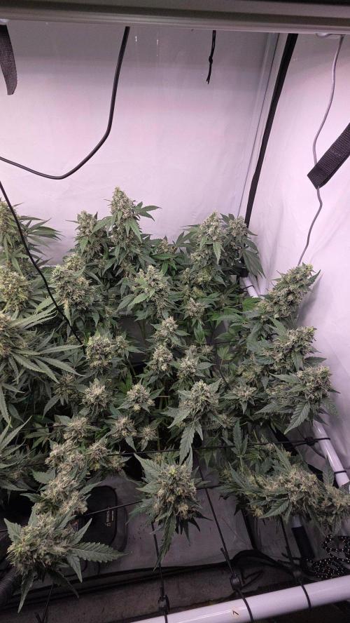 Kannabias Karibbean Mango. Week 15