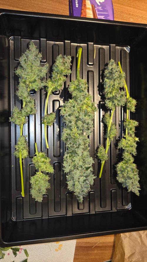 Kannabias Karibbean Mango. Week 15