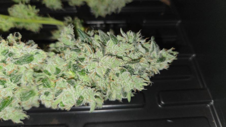 Kannabias Karibbean Mango. Week 15