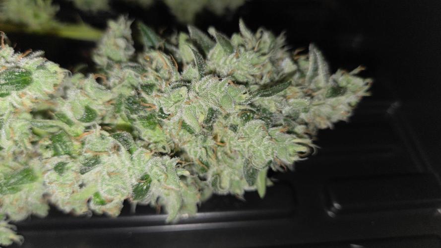 Kannabias Karibbean Mango. Week 15