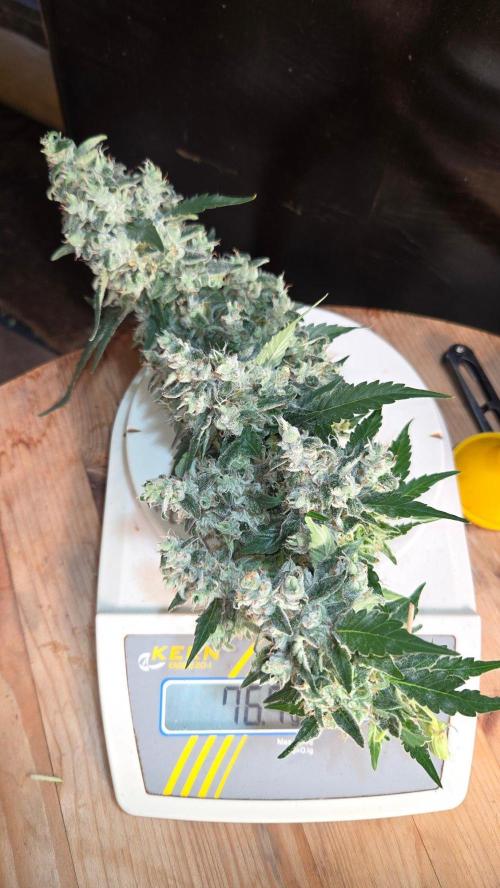 Kannabias Karibbean Mango. Week 15