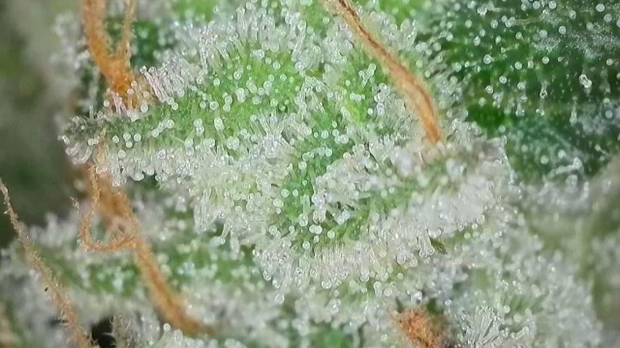 Kannabias Karibbean Mango. Week 15