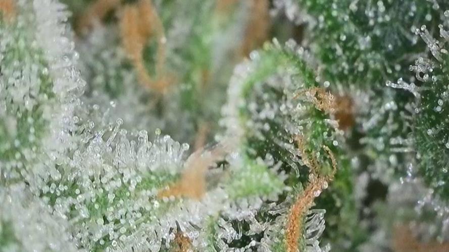 Kannabias Karibbean Mango. Week 15