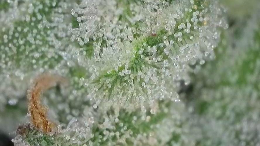 Kannabias Karibbean Mango. Week 15