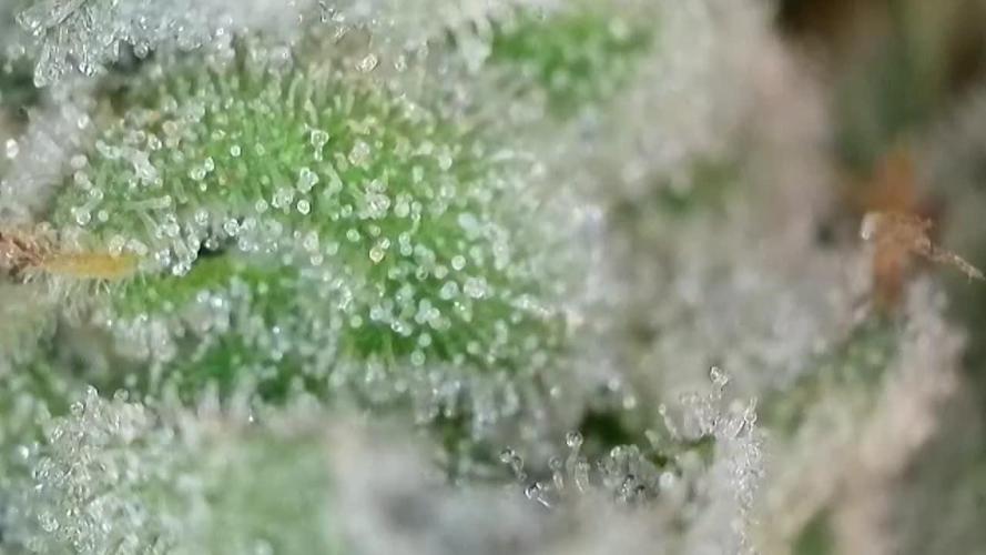 Kannabias Karibbean Mango