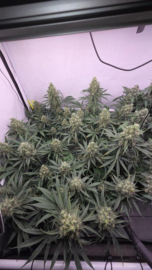 Kannabias Cherry Dream. Week 14 - Tag 104
Blütetag 69