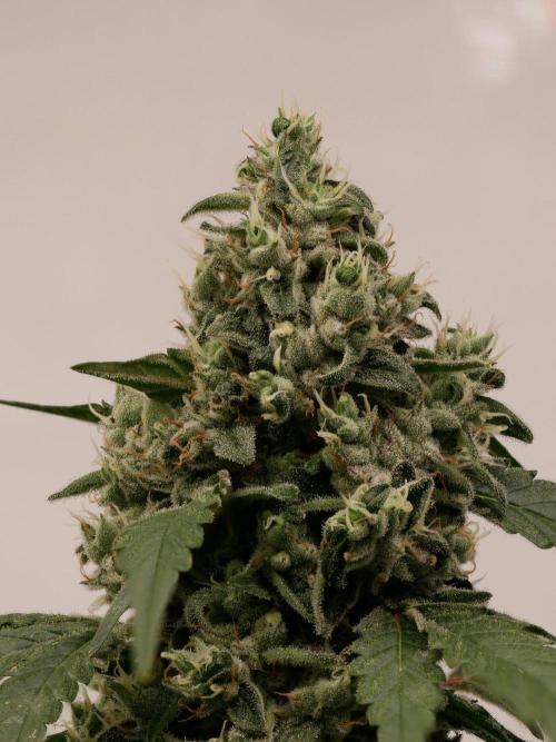 Kannabias Cherry Dream. Week 14 - Tag 105
Blütetag 70